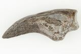 Exceptional Fossil Dimetrodon Claw - Texas #197353-1